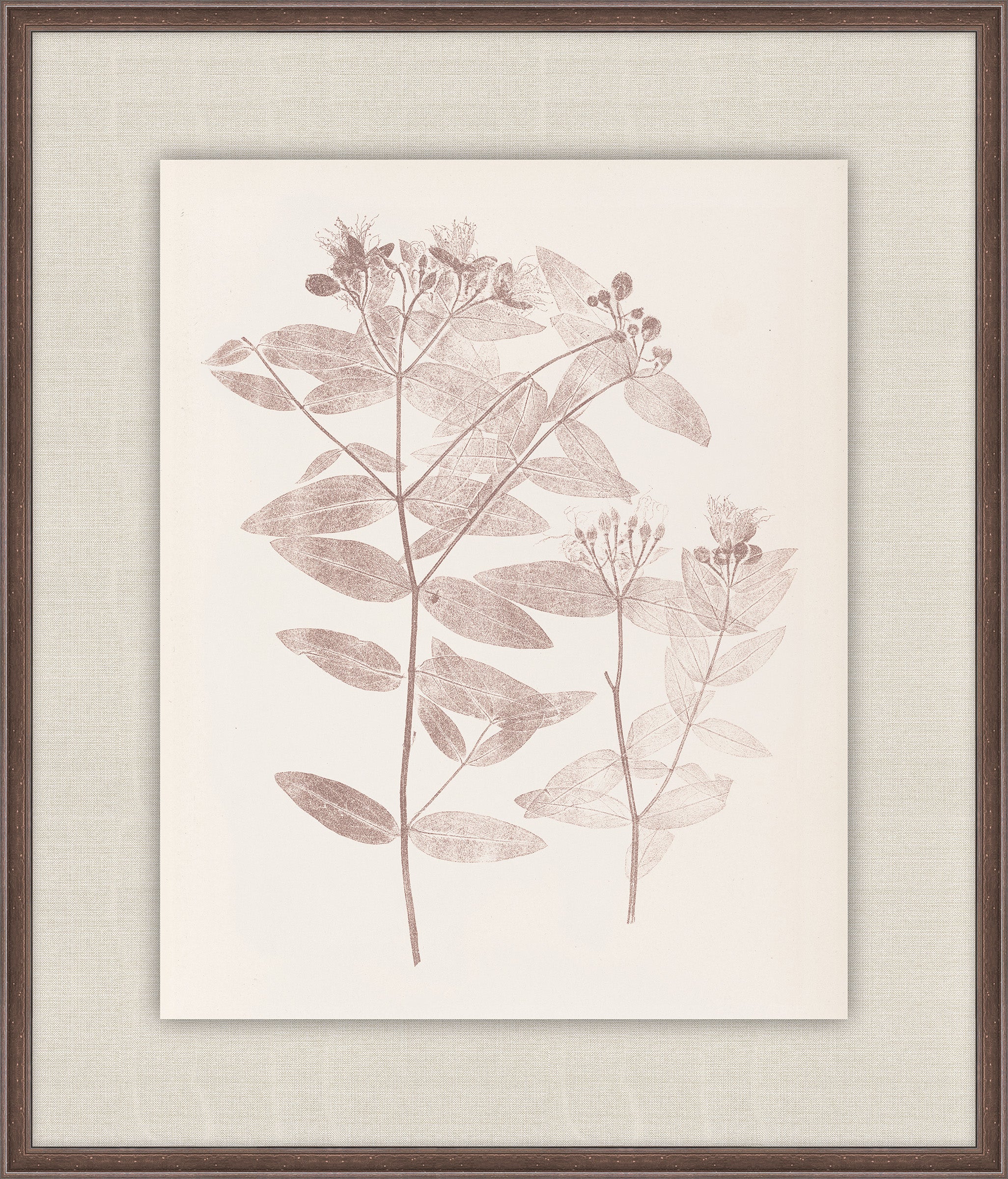 Herbier De La Flore on Burgundy I, Louis Antoine Cusin, 1876