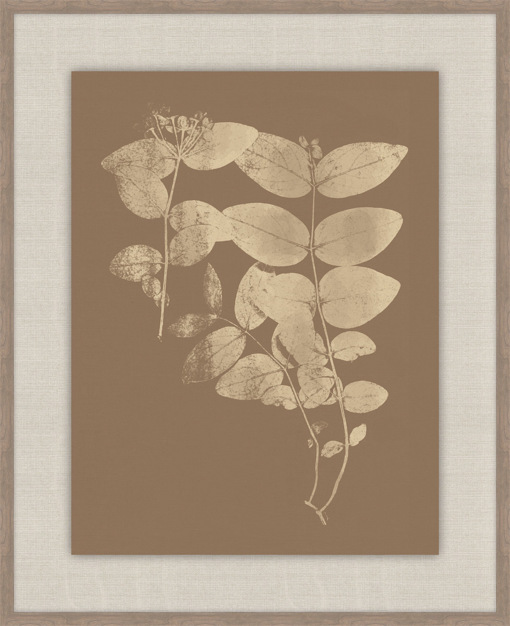 Herbier De La Flore Cappuccino Reverse I, Louis Antoine Cusin, 1876