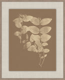 Herbier De La Flore Cappuccino Reverse I, Louis Antoine Cusin, 1876