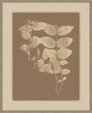 Herbier De La Flore Cappuccino Reverse I, Louis Antoine Cusin, 1876