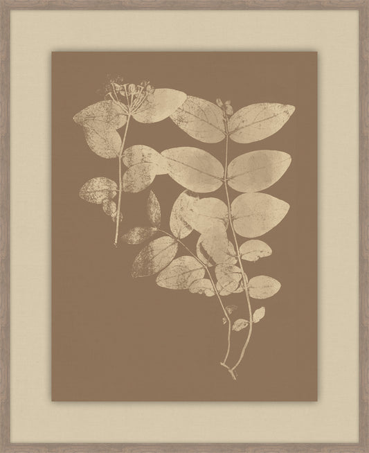 Herbier De La Flore Cappuccino Reverse I, Louis Antoine Cusin, 1876