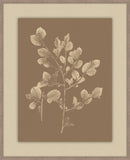 Herbier De La Flore Cappuccino Reverse II, Louis Antoine Cusin, 1876
