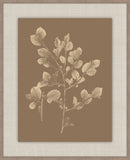 Herbier De La Flore Cappuccino Reverse II, Louis Antoine Cusin, 1876