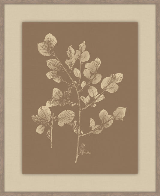 Herbier De La Flore Cappuccino Reverse II, Louis Antoine Cusin, 1876