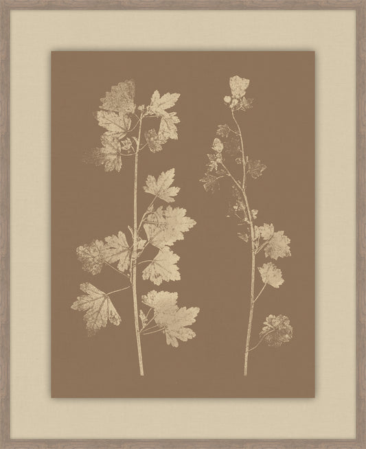 Herbier De La Flore Cappuccino Reverse III, Louis Antoine Cusin, 1876