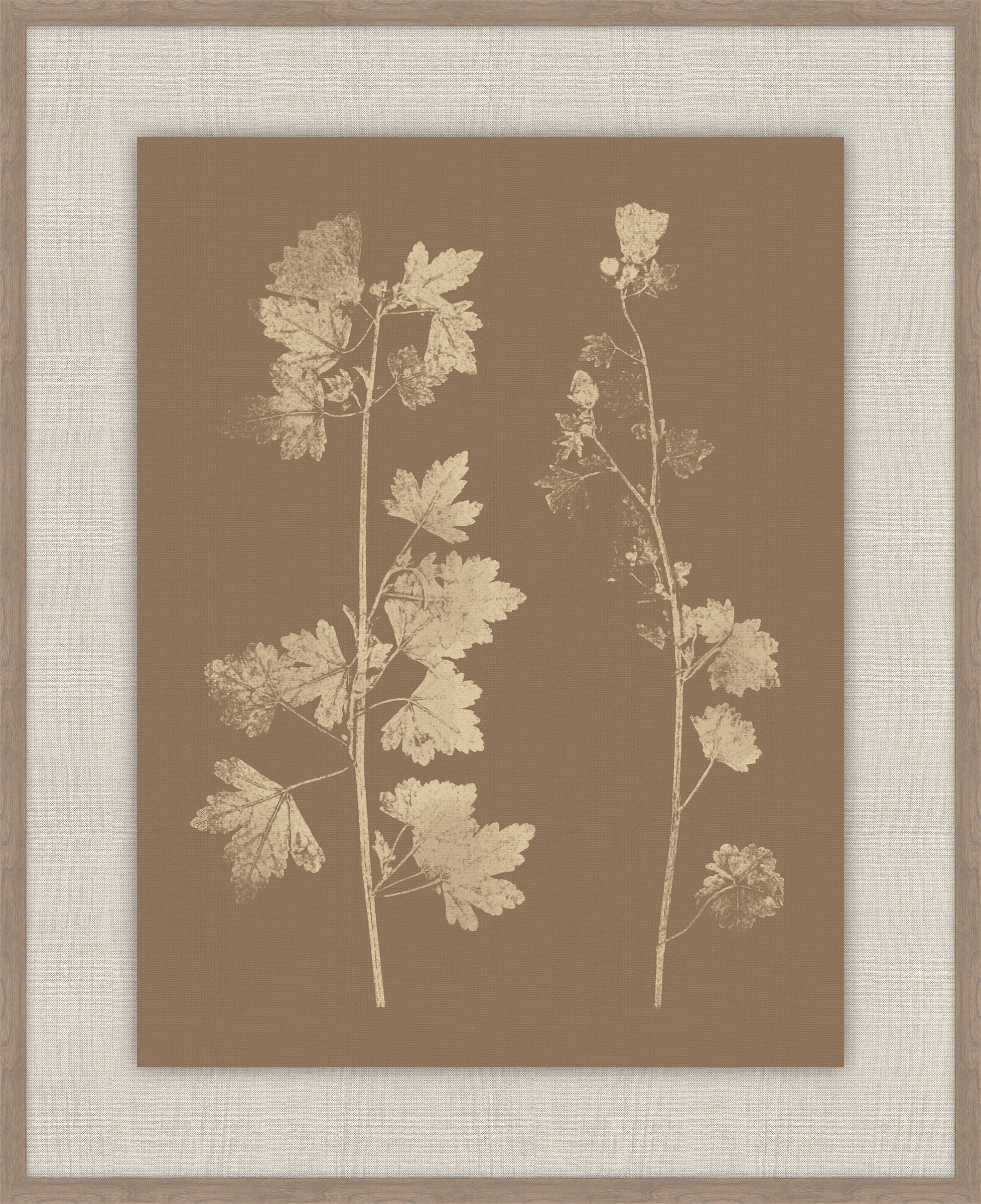 Herbier De La Flore Cappuccino Reverse III, Louis Antoine Cusin, 1876