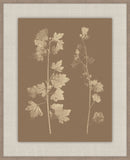 Herbier De La Flore Cappuccino Reverse III, Louis Antoine Cusin, 1876