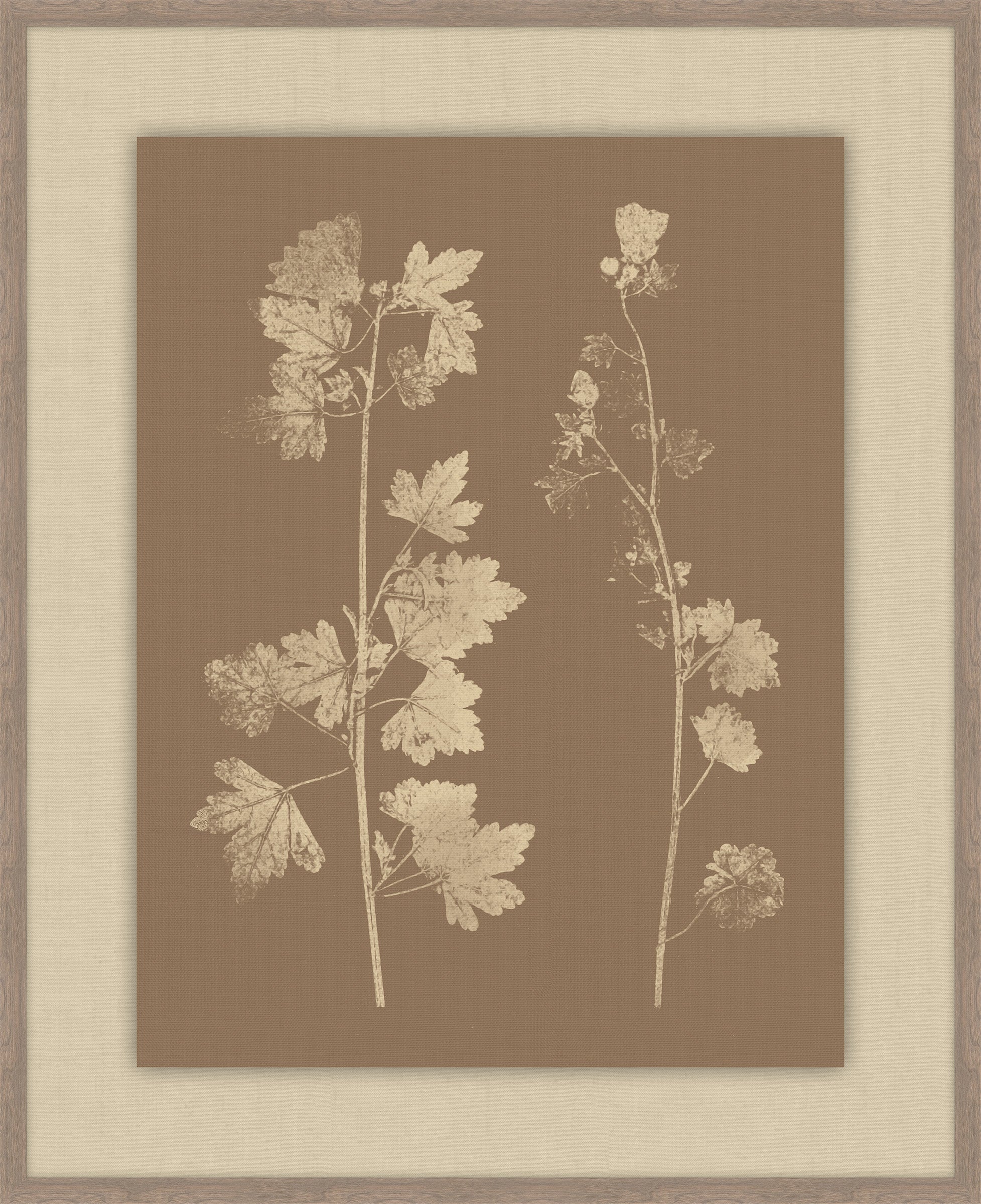 Herbier De La Flore Cappuccino Reverse III, Louis Antoine Cusin, 1876