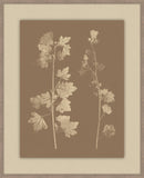 Herbier De La Flore Cappuccino Reverse III, Louis Antoine Cusin, 1876