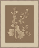Herbier De La Flore Cappuccino Reverse IV, Louis Antoine Cusin, 1876