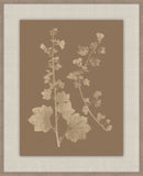 Herbier De La Flore Cappuccino Reverse IV, Louis Antoine Cusin, 1876