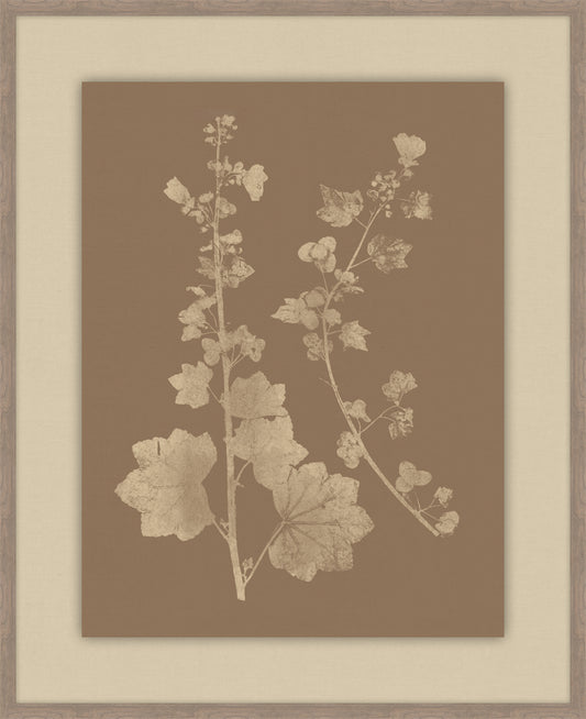 Herbier De La Flore Cappuccino Reverse IV, Louis Antoine Cusin, 1876