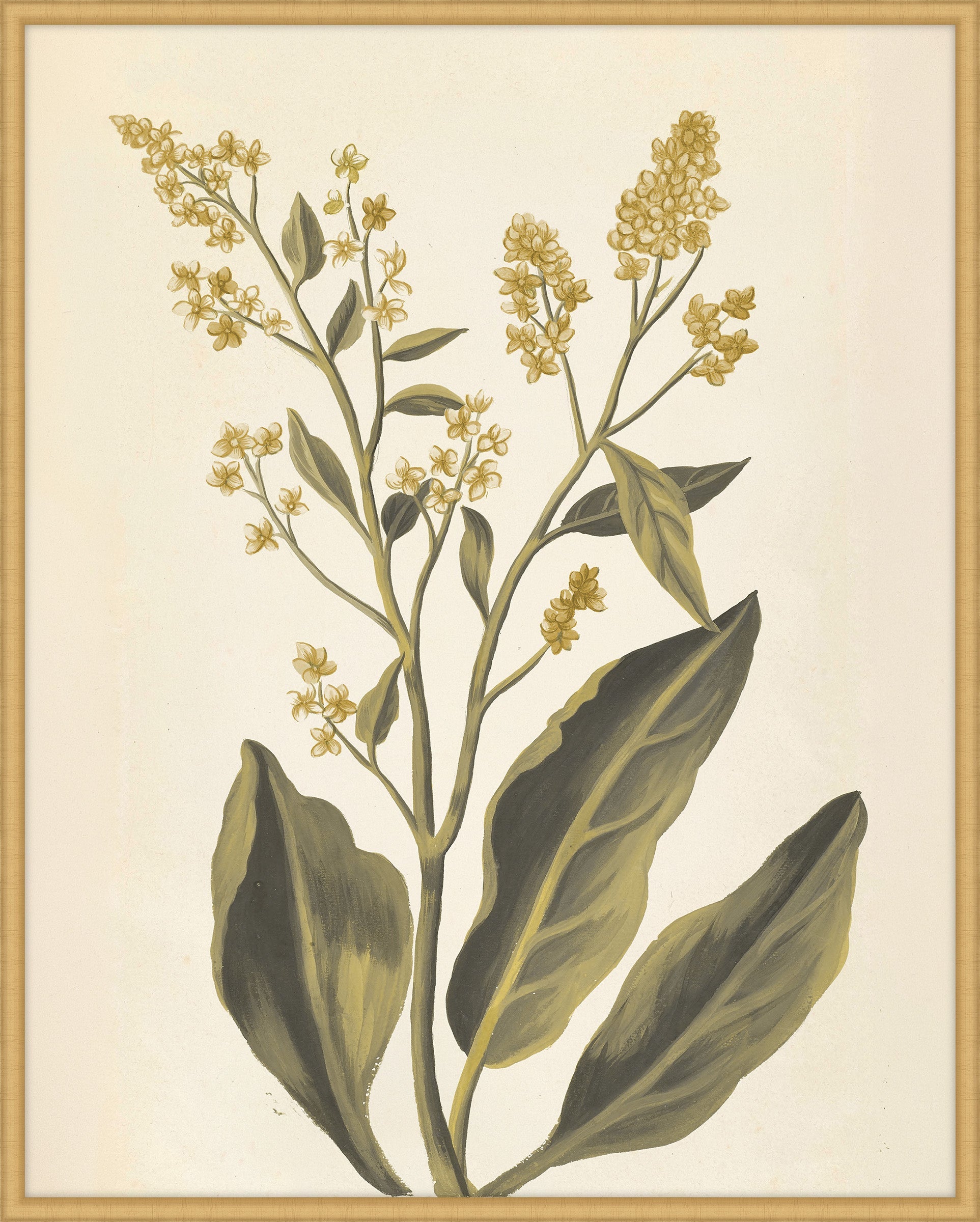 Plantes Etrang Par Aubriet V, 1722