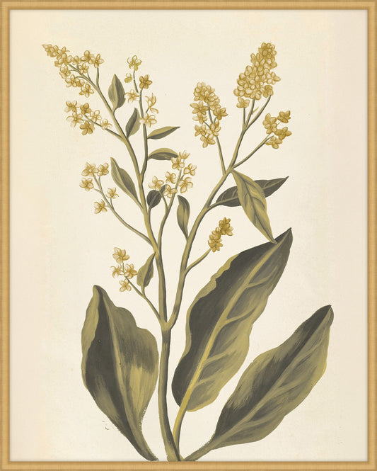 Plantes Etrang Par Aubriet V, 1722