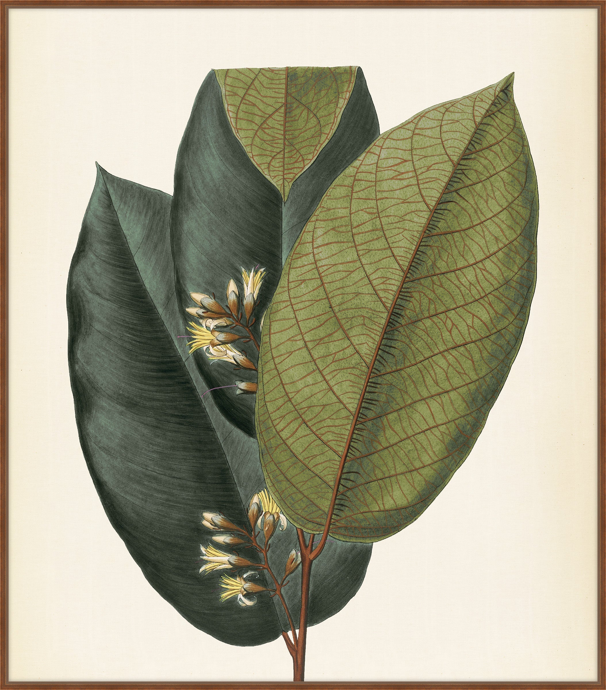 Verde & Brun Feuilles I, Pohl, 1827