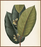Verde & Brun Feuilles I, Pohl, 1827