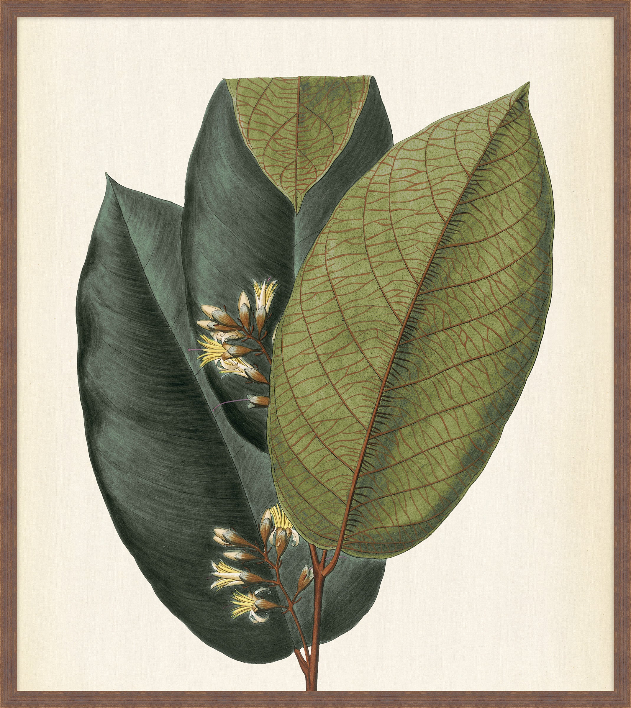 Verde & Brun Feuilles I, Pohl, 1827
