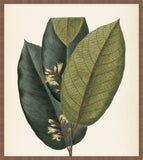 Verde & Brun Feuilles I, Pohl, 1827