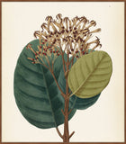 Verde & Brun Feuilles II, Pohl, 1827