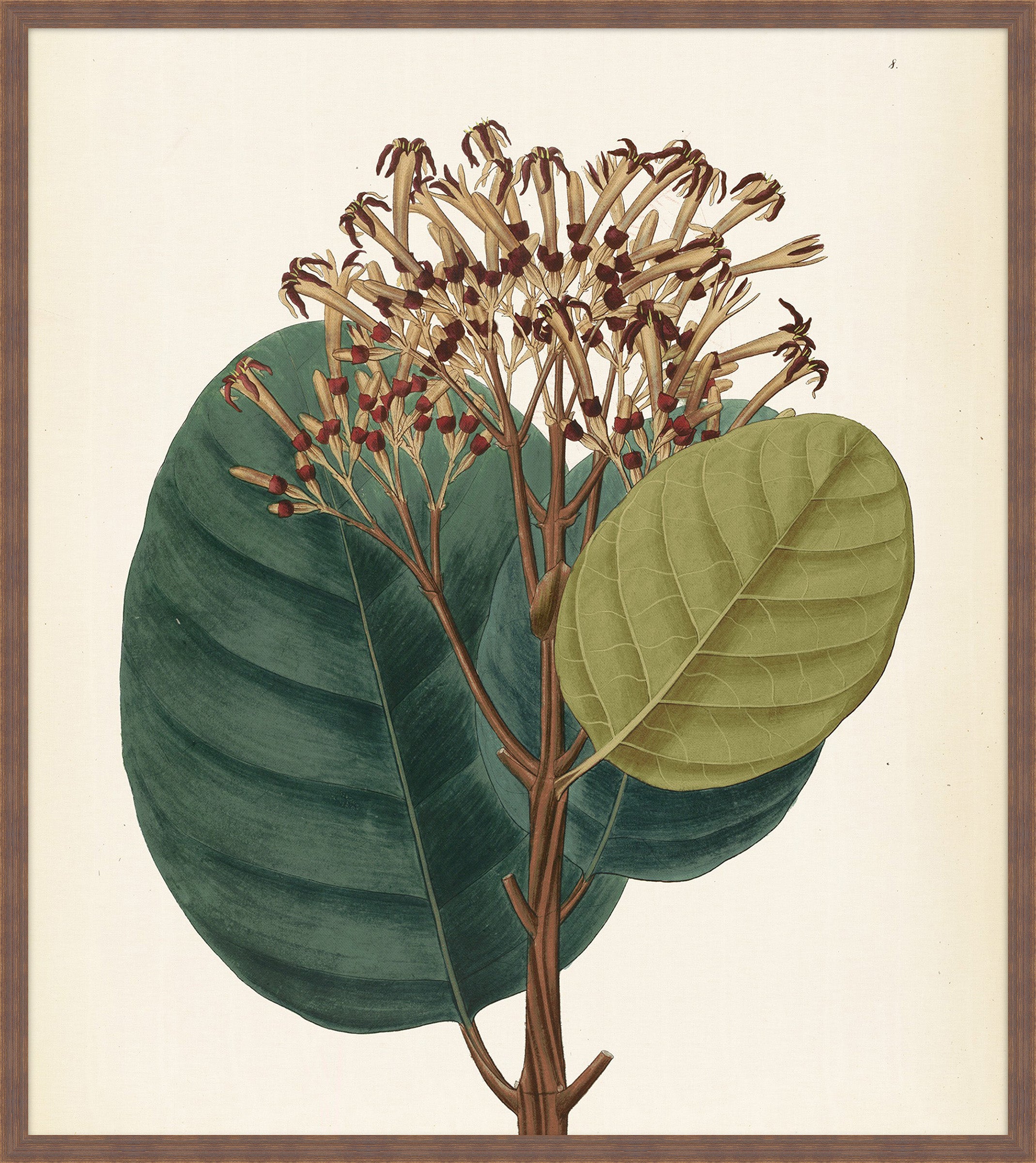 Verde & Brun Feuilles II, Pohl, 1827