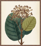 Verde & Brun Feuilles II, Pohl, 1827