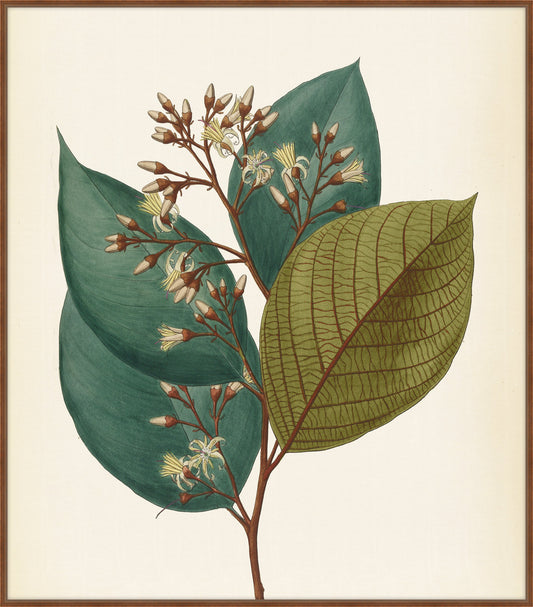Verde & Brun Feuilles III, Pohl, 1827
