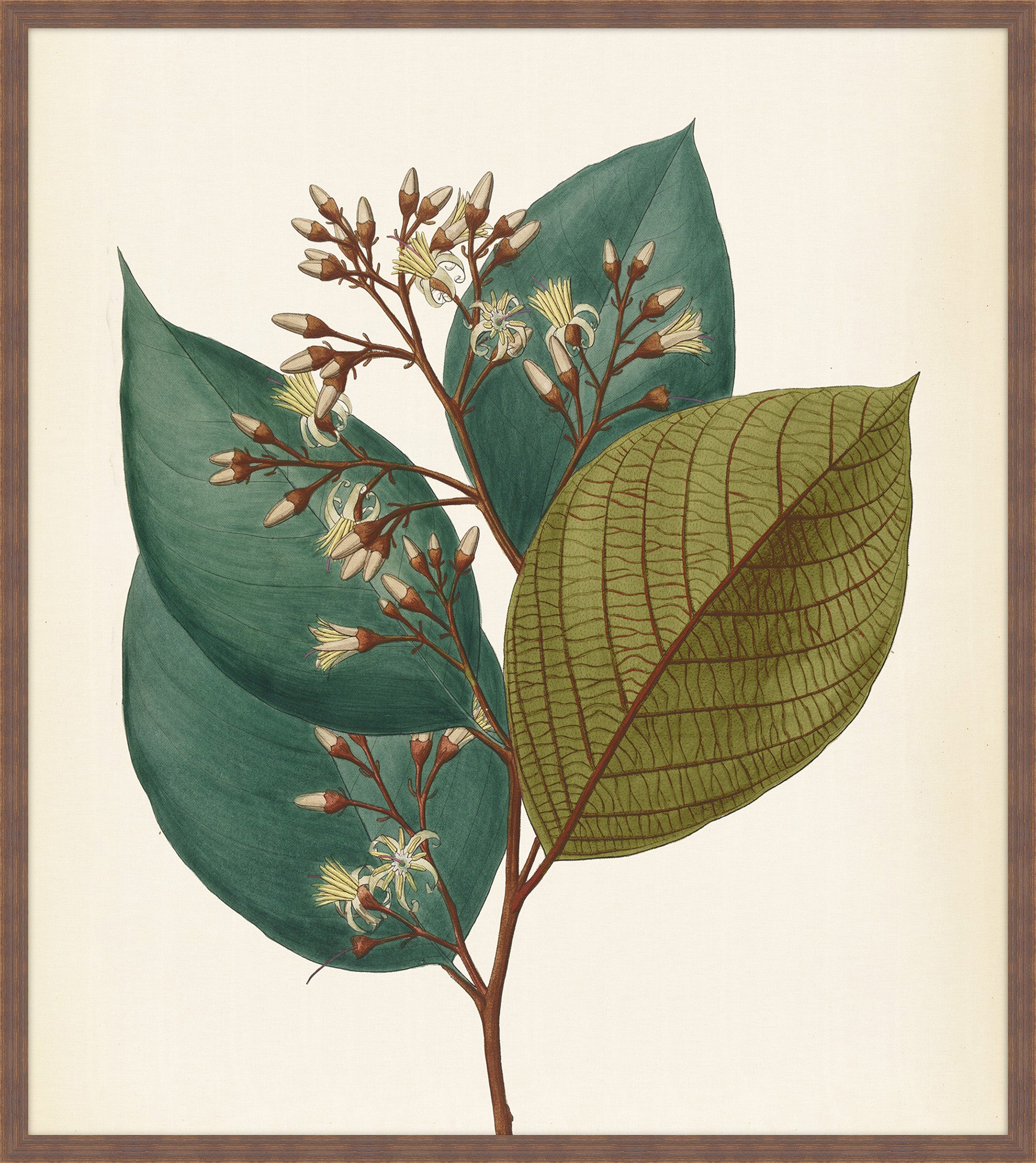Verde & Brun Feuilles III, Pohl, 1827