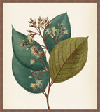 Verde & Brun Feuilles III, Pohl, 1827