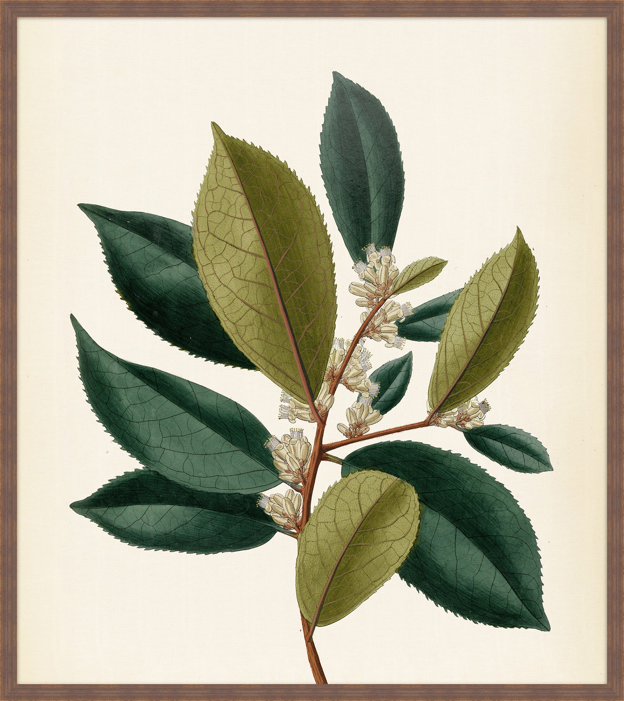 Verde & Brun Feuilles IV, Pohl, 1827