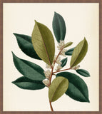 Verde & Brun Feuilles IV, Pohl, 1827