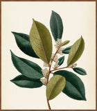 Verde & Brun Feuilles IV, Pohl, 1827