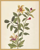 Plantes Etrang Par Aubriet I, 1722