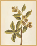 Plantes Etrang Par Aubriet II, 1722