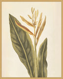 Plantes Etrang Par Aubriet III, 1722