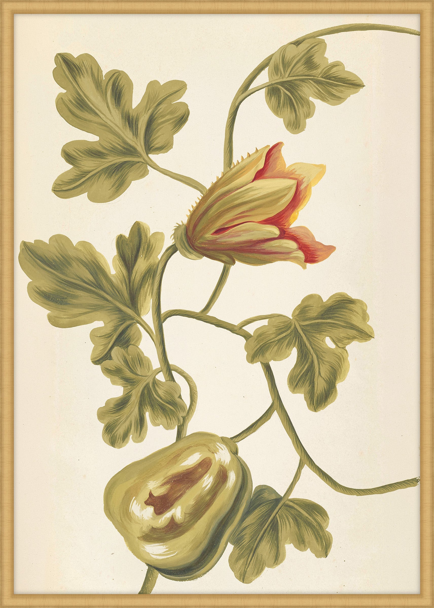 Plantes Etrang Par Aubriet IV, 1722