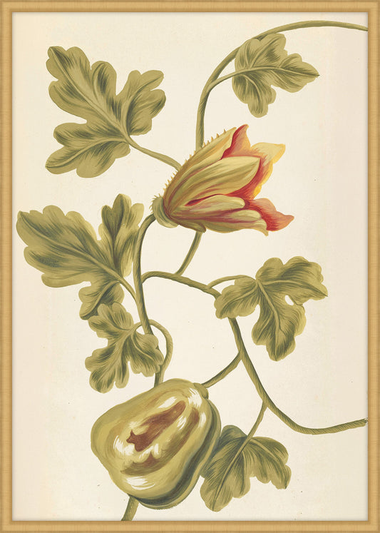 Plantes Etrang Par Aubriet IV, 1722