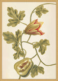 Plantes Etrang Par Aubriet IV, 1722