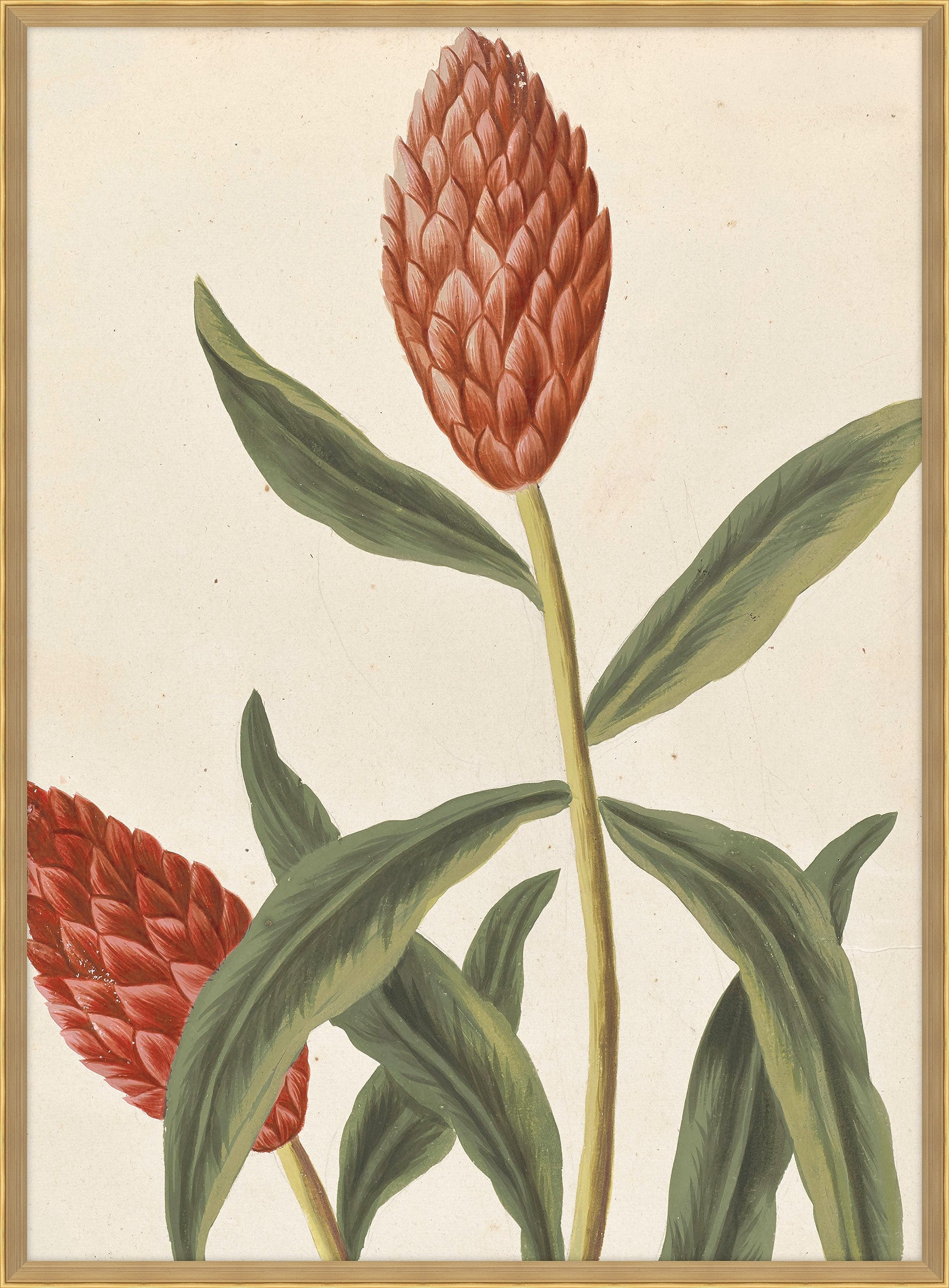 Belles Fleurs Rouges de Aubriet VI, 1722