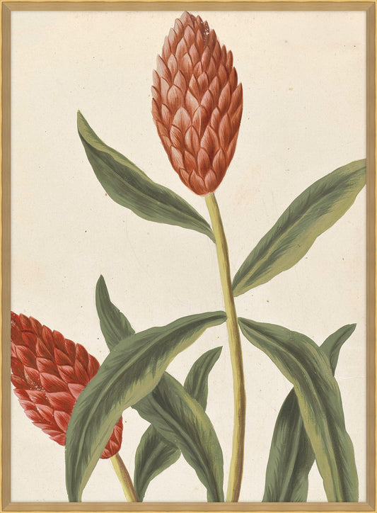 Belles Fleurs Rouges de Aubriet VI, 1722