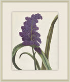 Belles Fleurs de Aubriet I, 1722