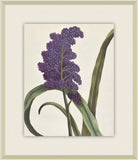 Belles Fleurs de Aubriet I, 1722
