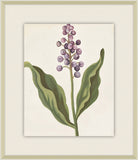 Belles Fleurs de Aubriet II, 1722