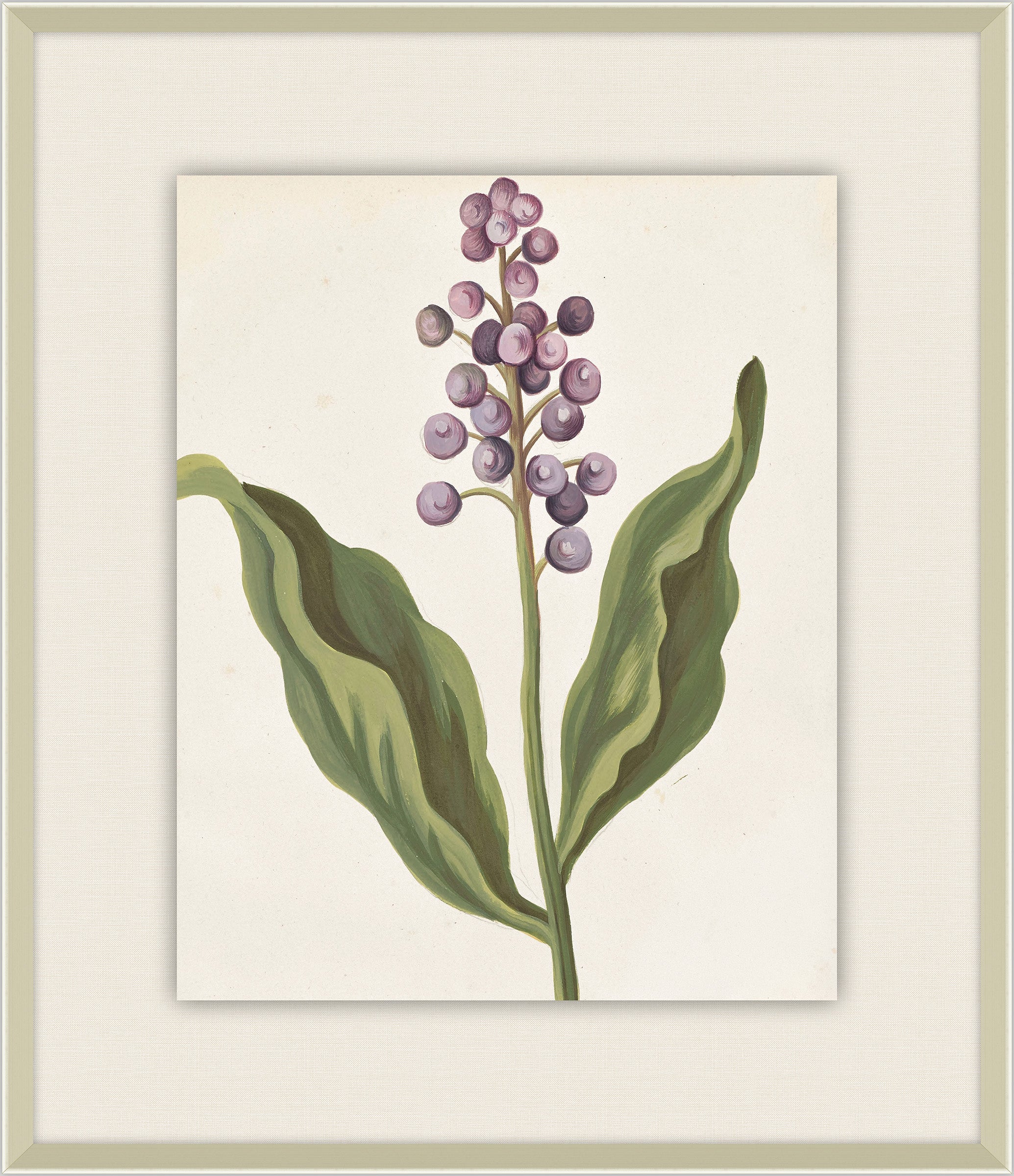 Belles Fleurs de Aubriet II, 1722