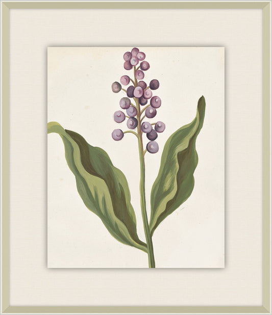 Belles Fleurs de Aubriet II, 1722