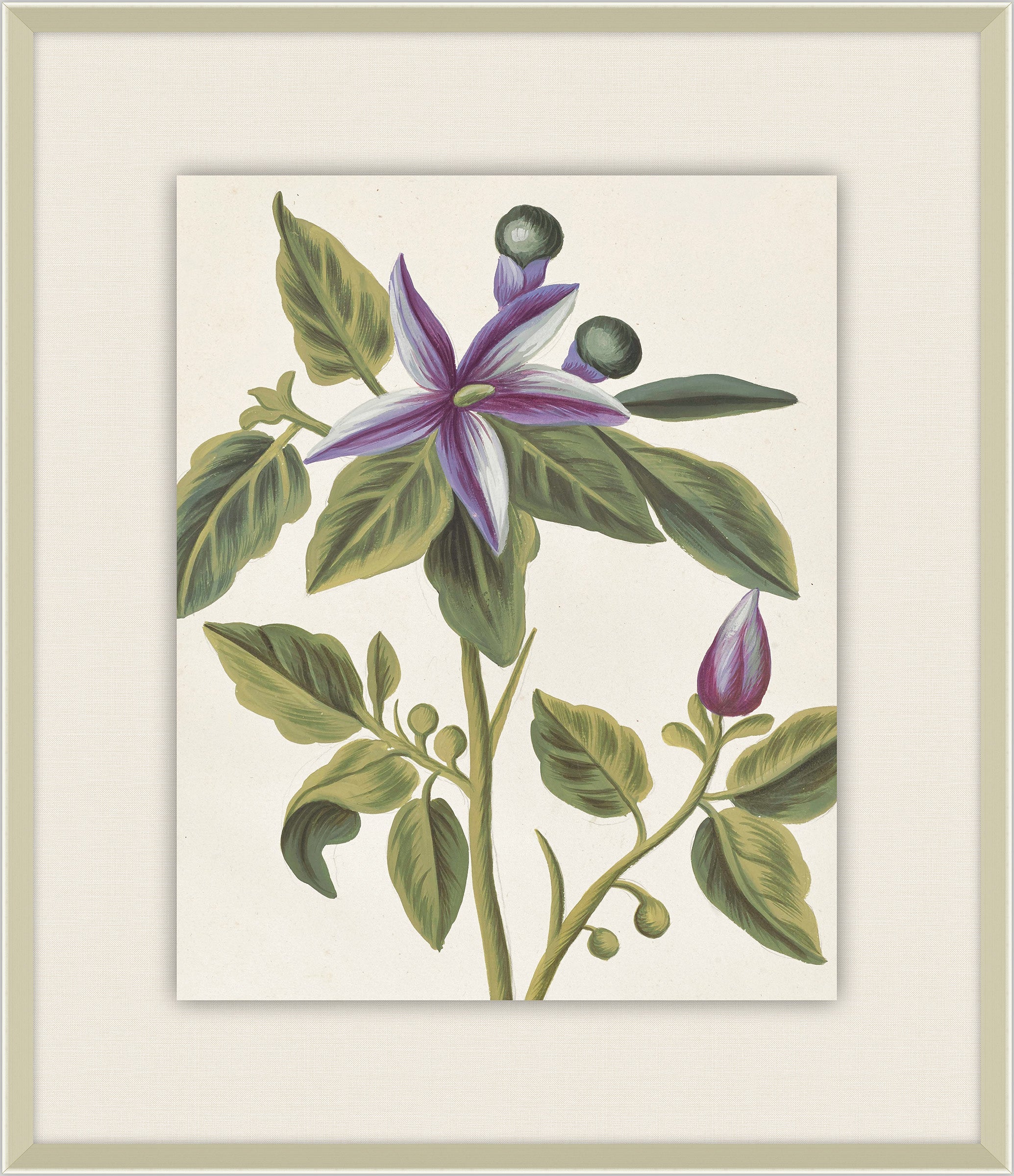 Belles Fleurs de Aubriet III, 1722
