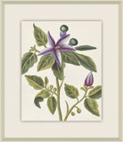 Belles Fleurs de Aubriet III, 1722