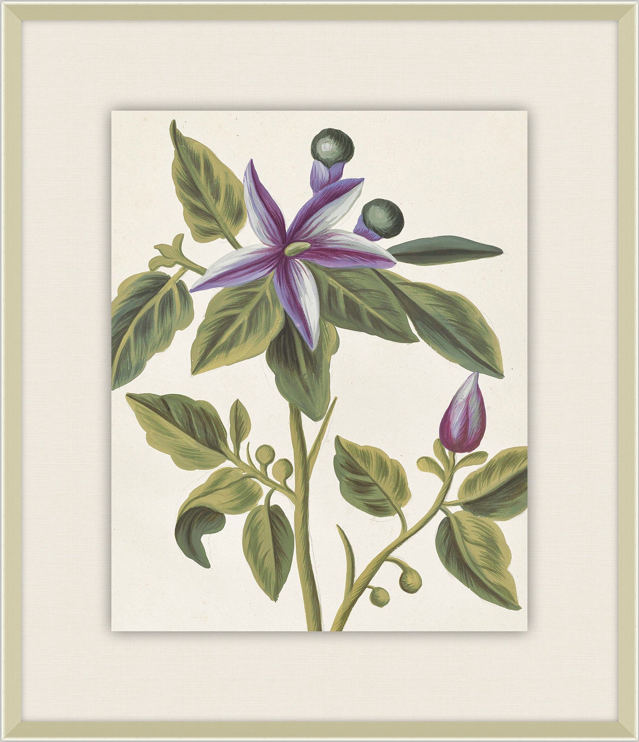 Belles Fleurs de Aubriet III, 1722
