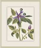 Belles Fleurs de Aubriet III, 1722