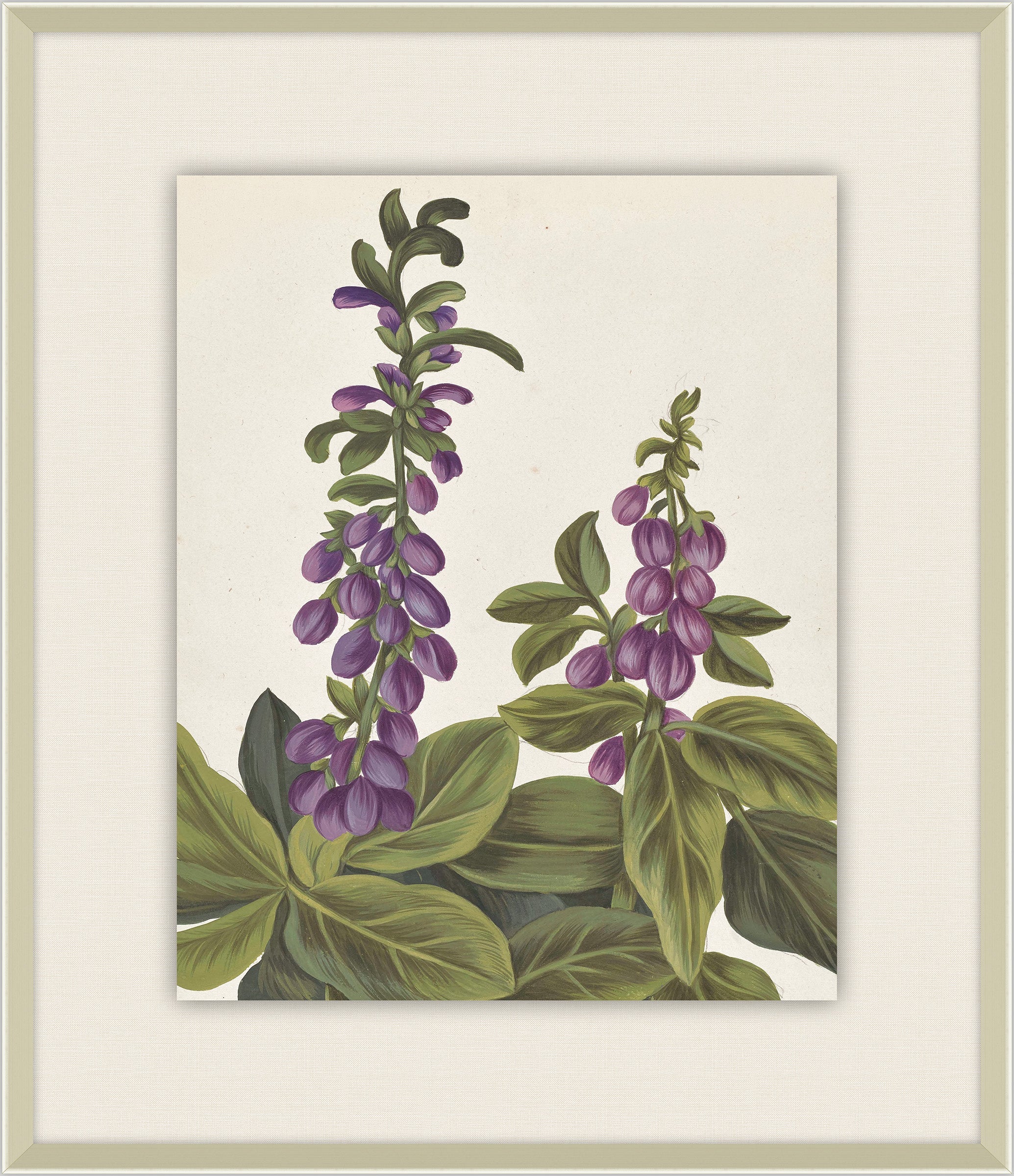 Belles Fleurs de Aubriet IV, 1722