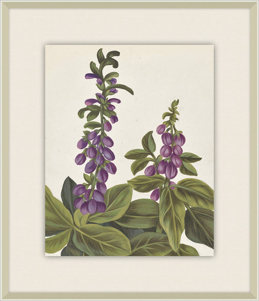 Belles Fleurs de Aubriet IV, 1722